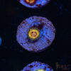 Predator Zoa E06 1 TRSC 09152025 ZOA E06