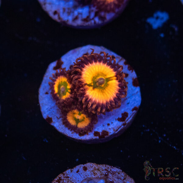 Rainbow Infusion Zoa E07