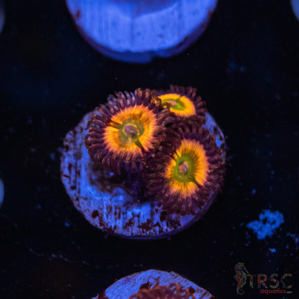 Rainbow Infusion Zoa E08