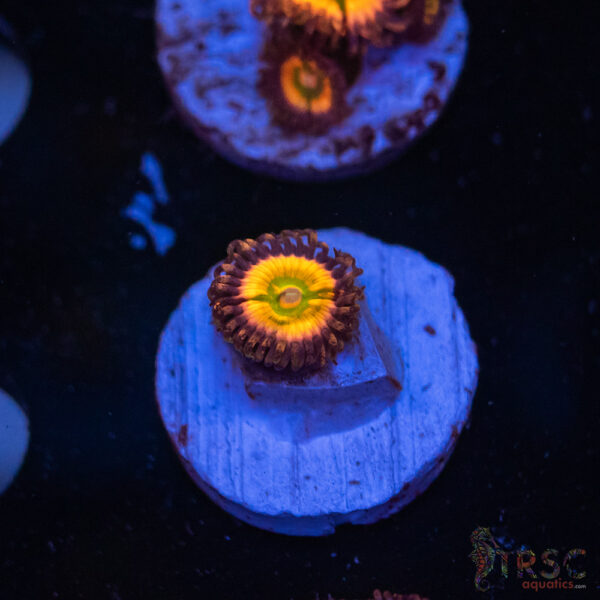 Rainbow Infusion Zoa E09