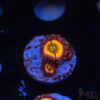 Rainbow Infusion Zoa E10