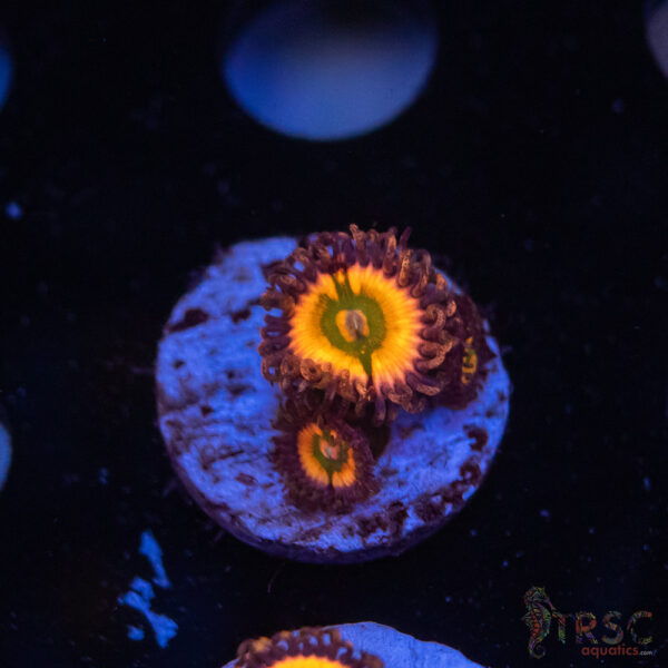Rainbow Infusion Zoa E10