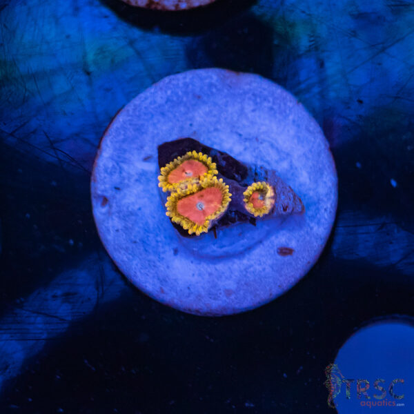Pink Diamonds Zoa F01