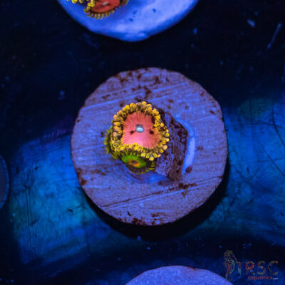 Pink Diamonds Zoa F02