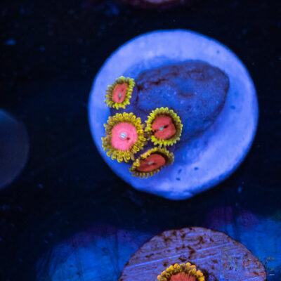 Pink Diamonds Zoa F03