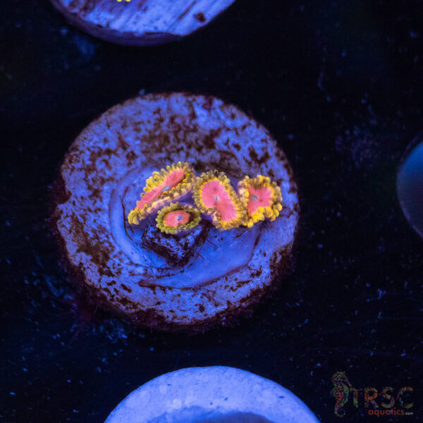 Pink Diamonds Zoa F04