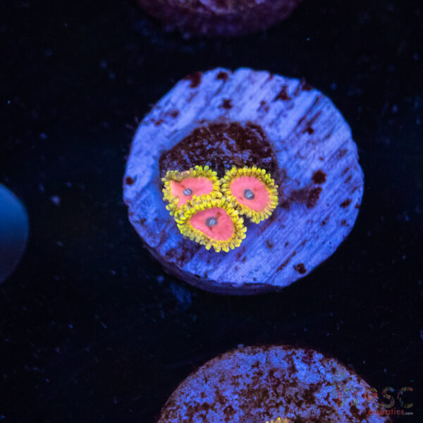 Pink Diamonds Zoa F05
