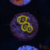 Yoda Zoa F06 2 TRSC 09152025 ZOA F06