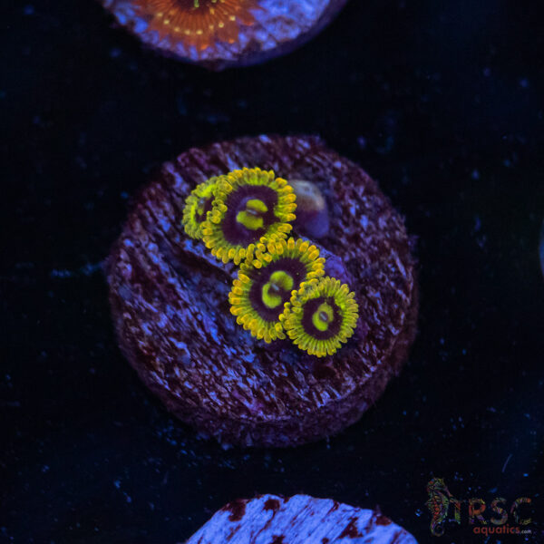 Yoda Zoa F06