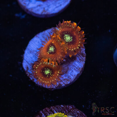 Magicians Zoa F07