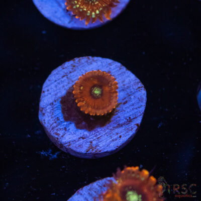 Magicians Zoa F08