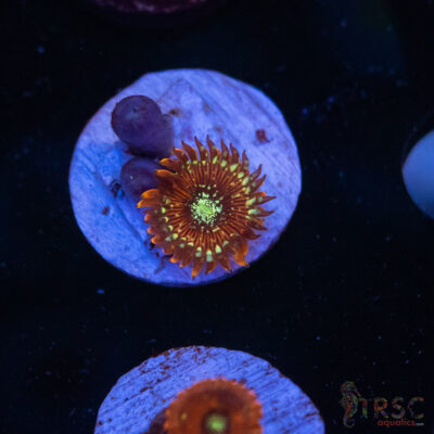 Magicians Zoa F09