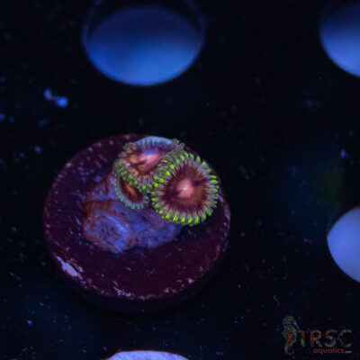 Nirvana Zoanthid F10