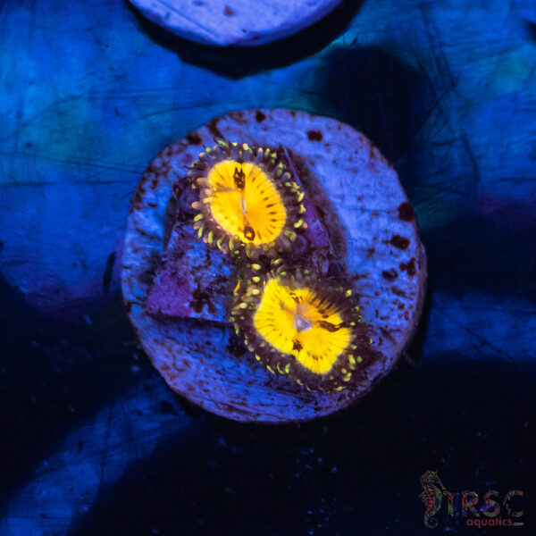 Buttkisser Zoa G01