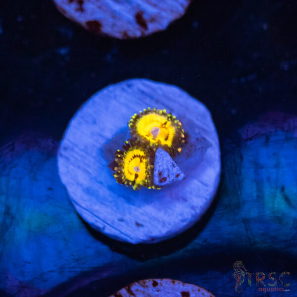 Buttkisser Zoa G02