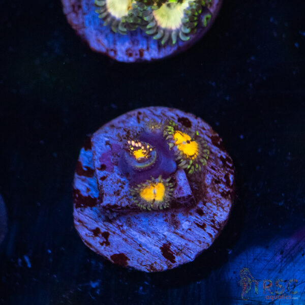 Buttkisser Zoa G03