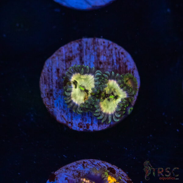 Ding Dang Zoa G04