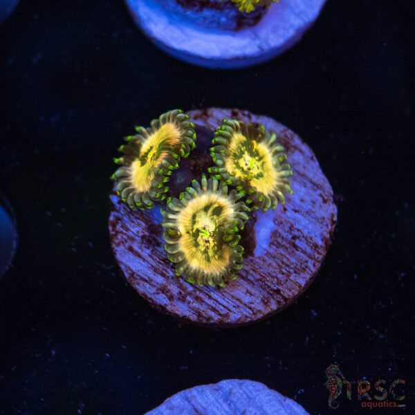 Ding Dang Zoa G06