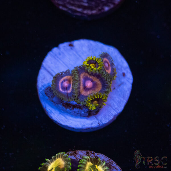 BCA Nips Zoa G07