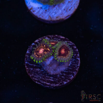 CF Scare Games Zoa G08