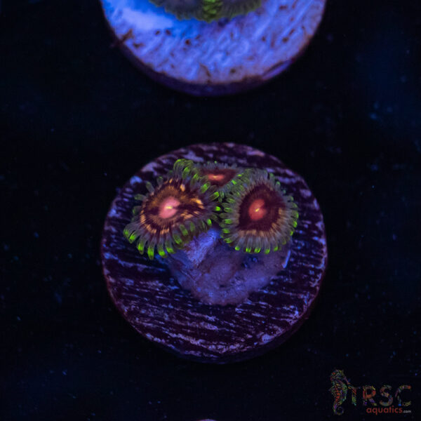 CF Scare Games Zoa G08