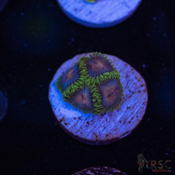 Miami Vice Zoa G09