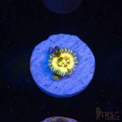 Ding Dang Zoanthid G10