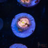Pink Ding Dang H02 2 TRSC 09152025 ZOA H02