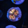 Pink Ding Dang H03 2 TRSC 09152025 ZOA H03