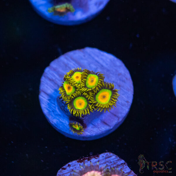 Rasta Zoa H04