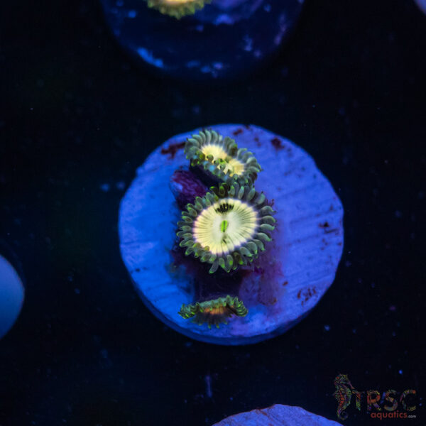 Ding Dang Zoa H05