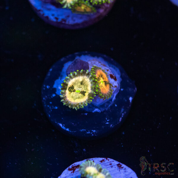 Ding Dang Zoa H06