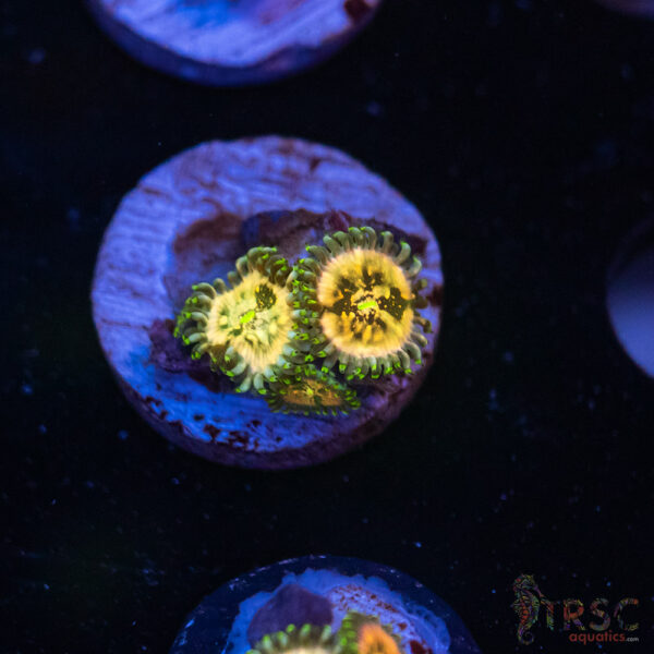 Ding Dang Zoa H07