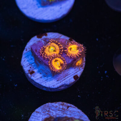 Halle Berry Zoa H08