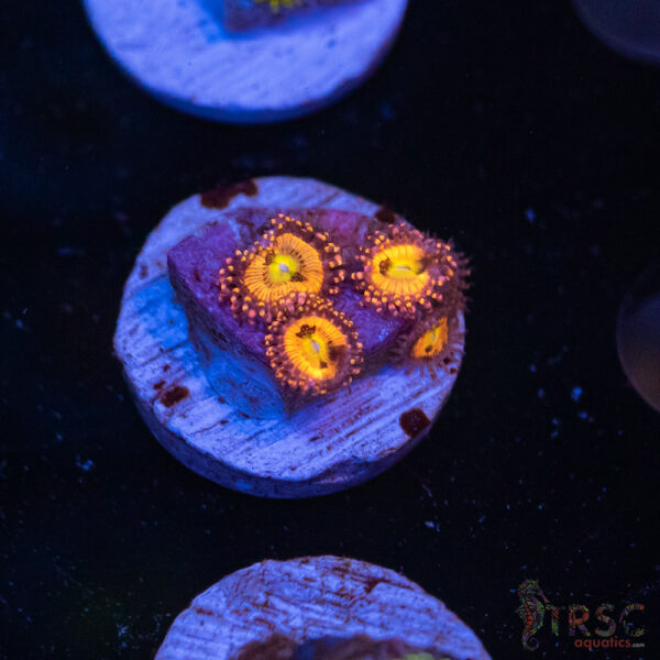 Halle Berry Zoa H08