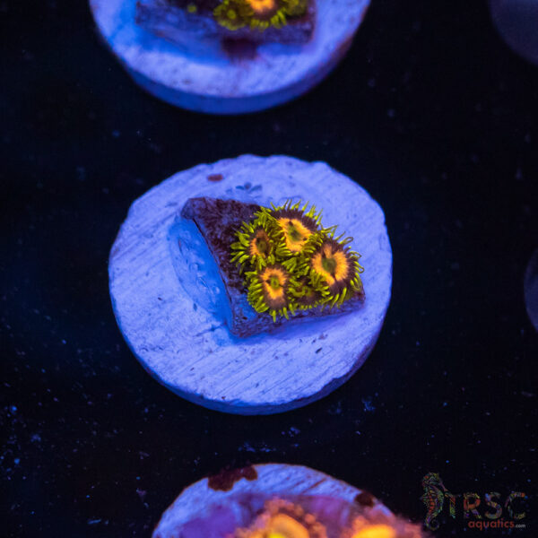 Lemonchello Zoa H09