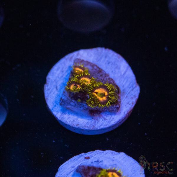 Lemonchello Zoa H10
