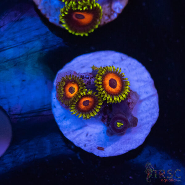 Eagle Eye Zoa I01