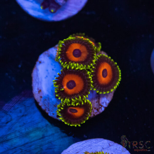 Eagle Eye Zoa I02