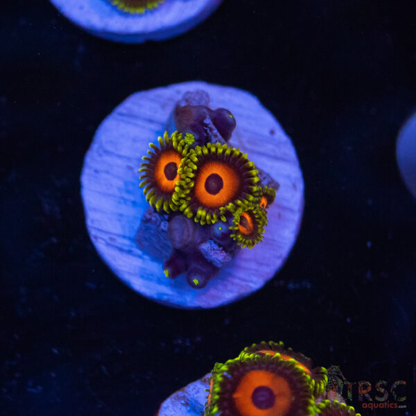 Eagle Eye Zoa I03