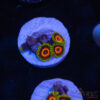 Eagle Eye Zoa I04