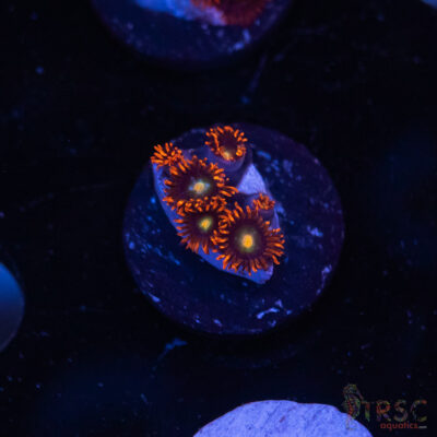 LIVE CORALS FOR SALE LPS, SPS, SOFTIES & DRY GOODS 30 Punk Rocker Zoa I05