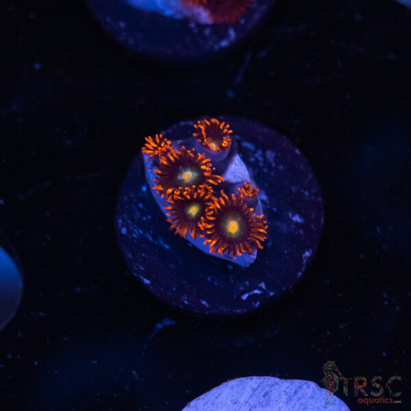 Punk Rocker Zoa I05