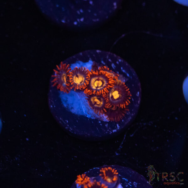 Shrockstar Zoa I06