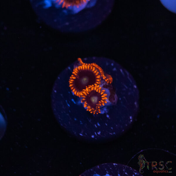 Punk Rocker Zoa I07