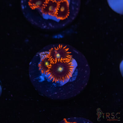 Punk Rocker Zoa I08