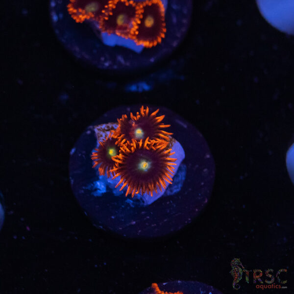 Punk Rocker Zoa I08
