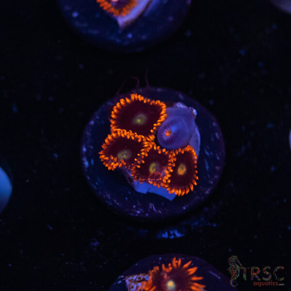 Punk Rocker Zoa I09