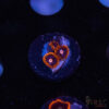 Punk Rocker Zoa I10