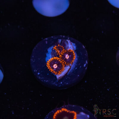 Punk Rocker Zoa I10